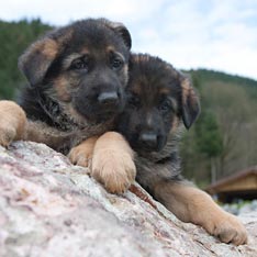 Kleine Schäferhunde beim Posen