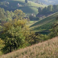 Wiesen im Schwarzwald