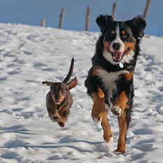 Henry und Holly im Schnee