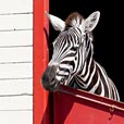 Ein zebra allein Zuhaus