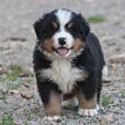 kleiner Berner Sennenhund