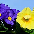 natur_0067