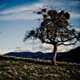 natur_1429