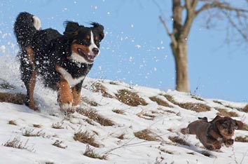 Henry und Holly im Schnee